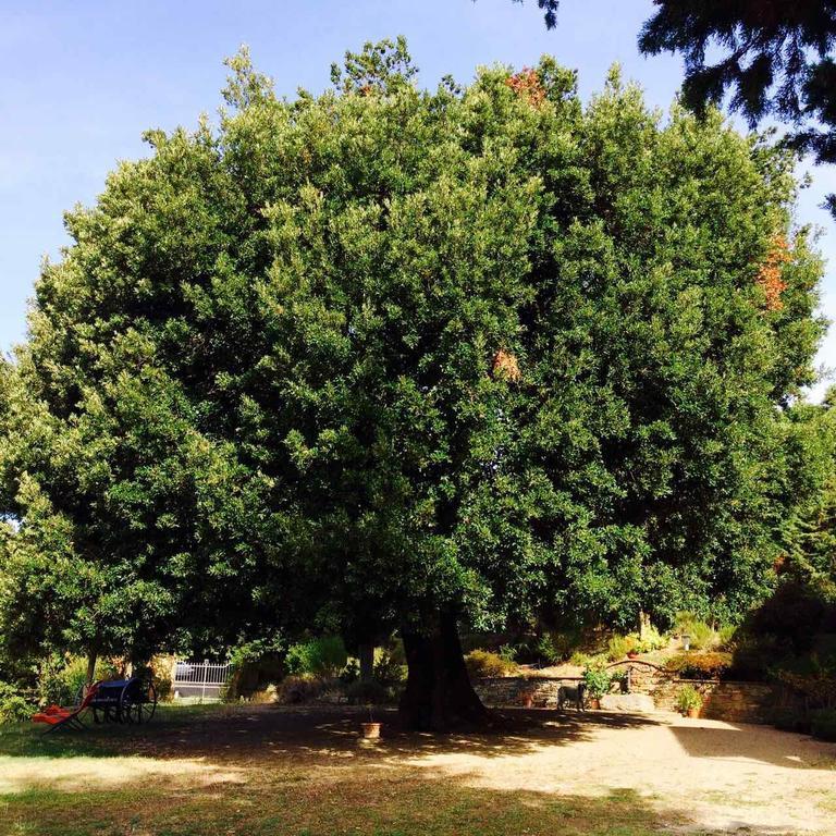 Agriturismo La Bicocca - Apt. "Il Leccio" Castel Rigone 客房 照片