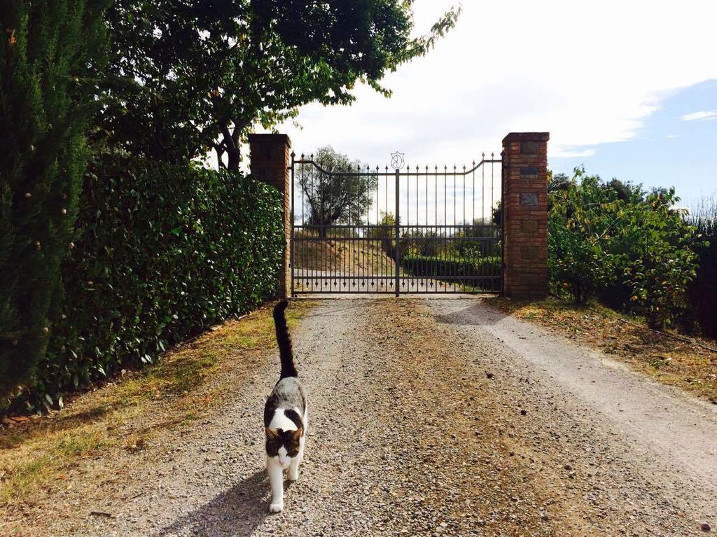 Agriturismo La Bicocca - Apt. "Il Leccio" Castel Rigone 客房 照片